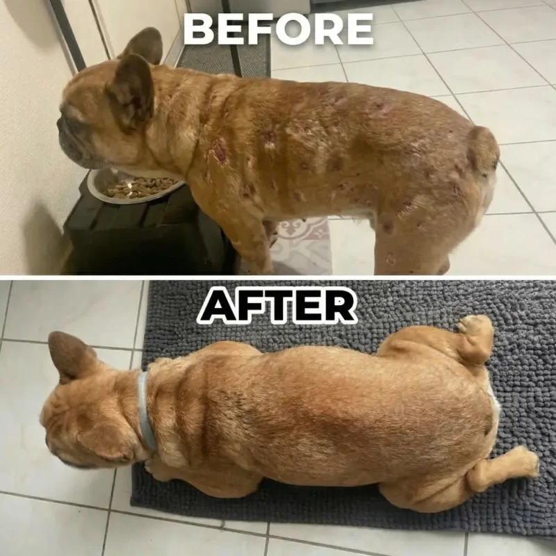 Mushroom Powder For Pets